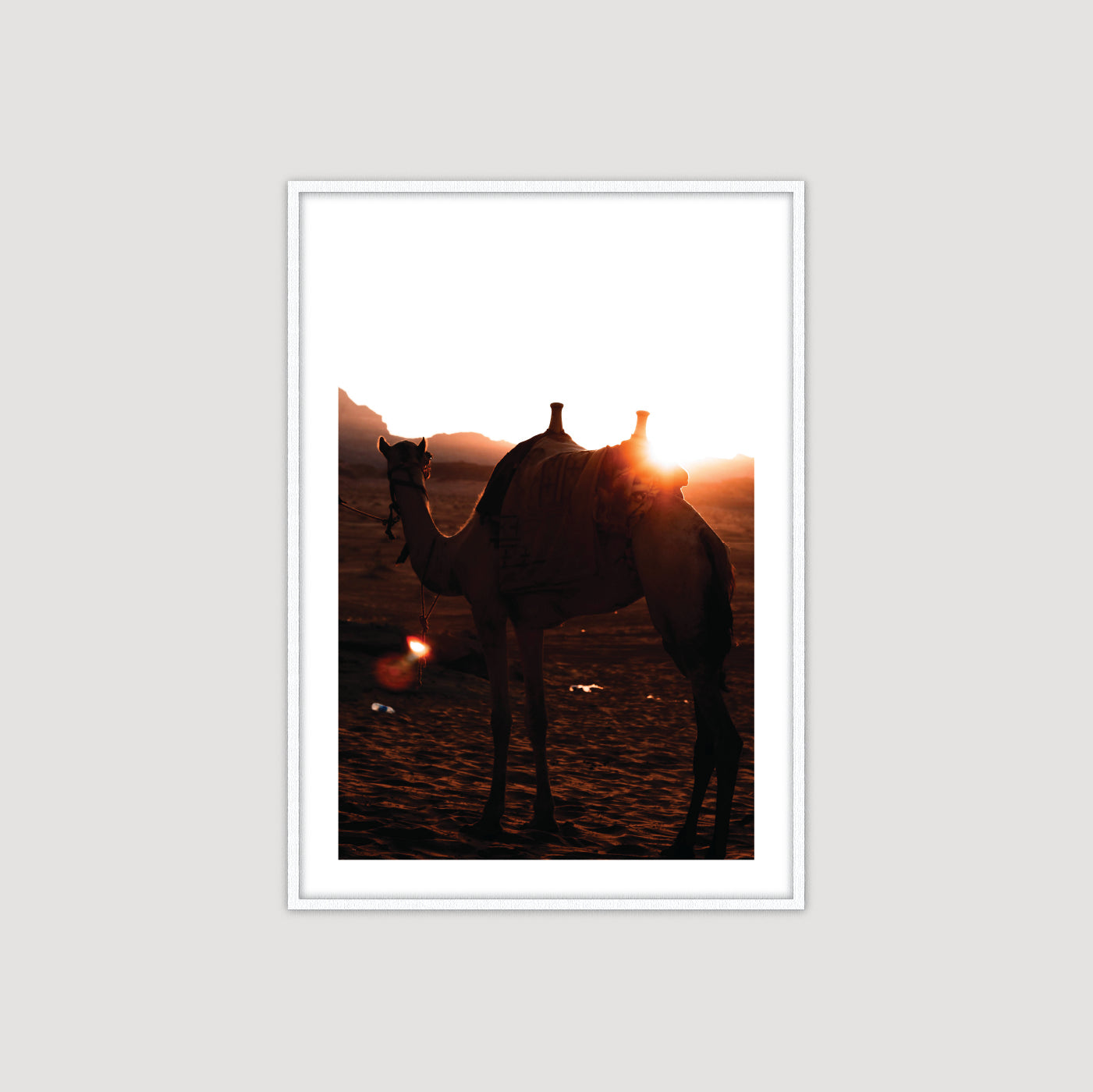 Wadi Rum: Camel