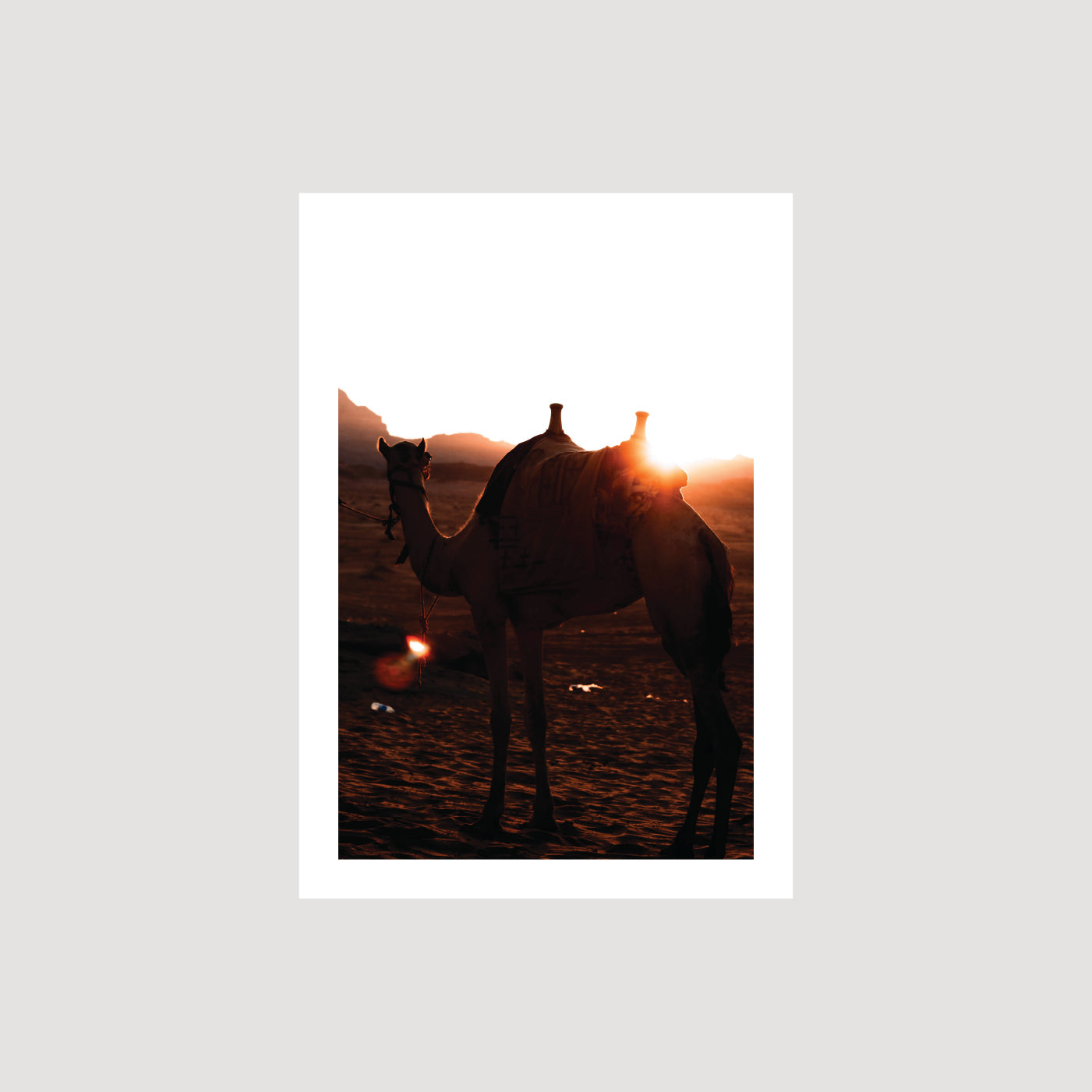 Wadi Rum: Camel