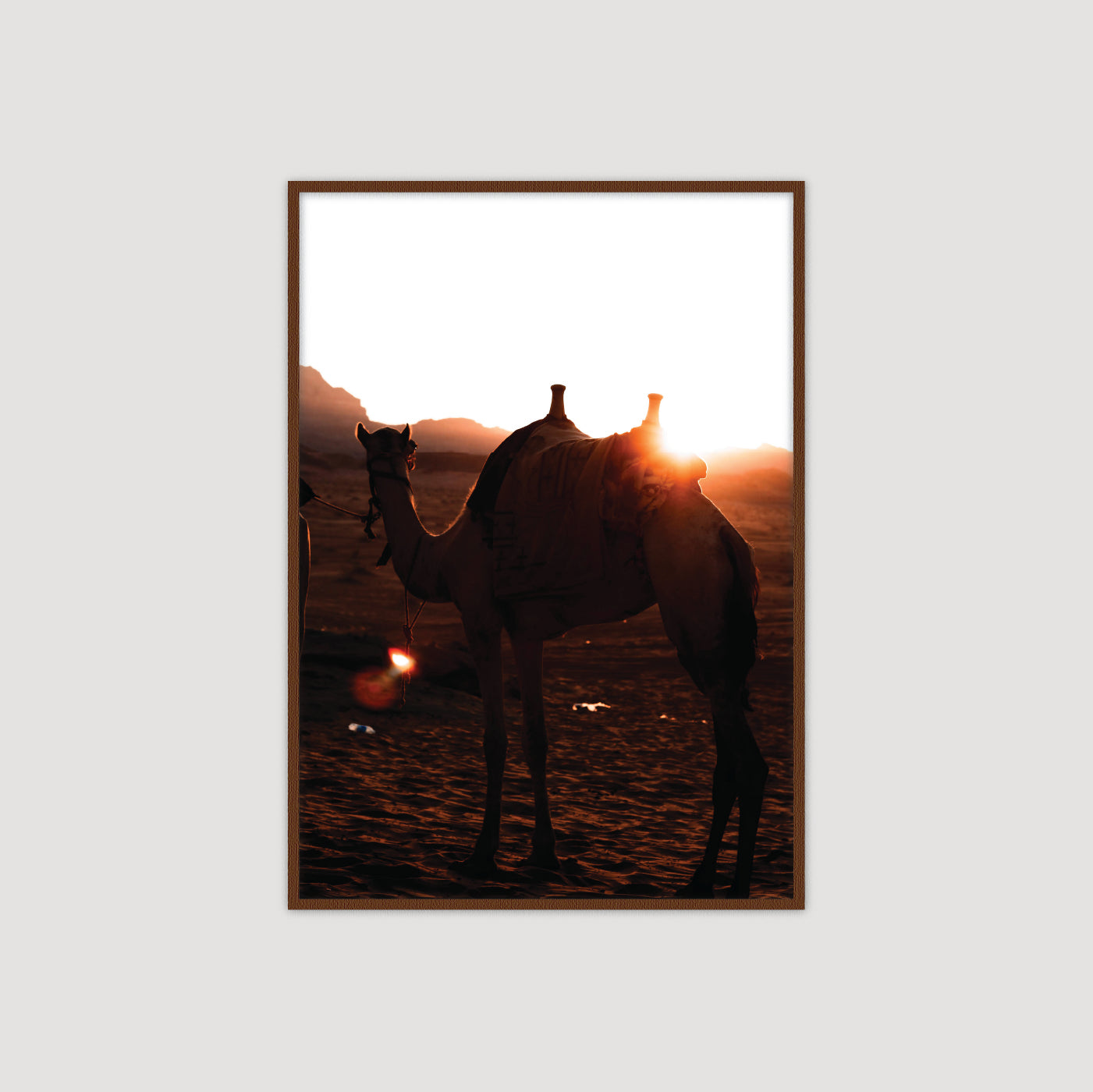 Wadi Rum: Camel