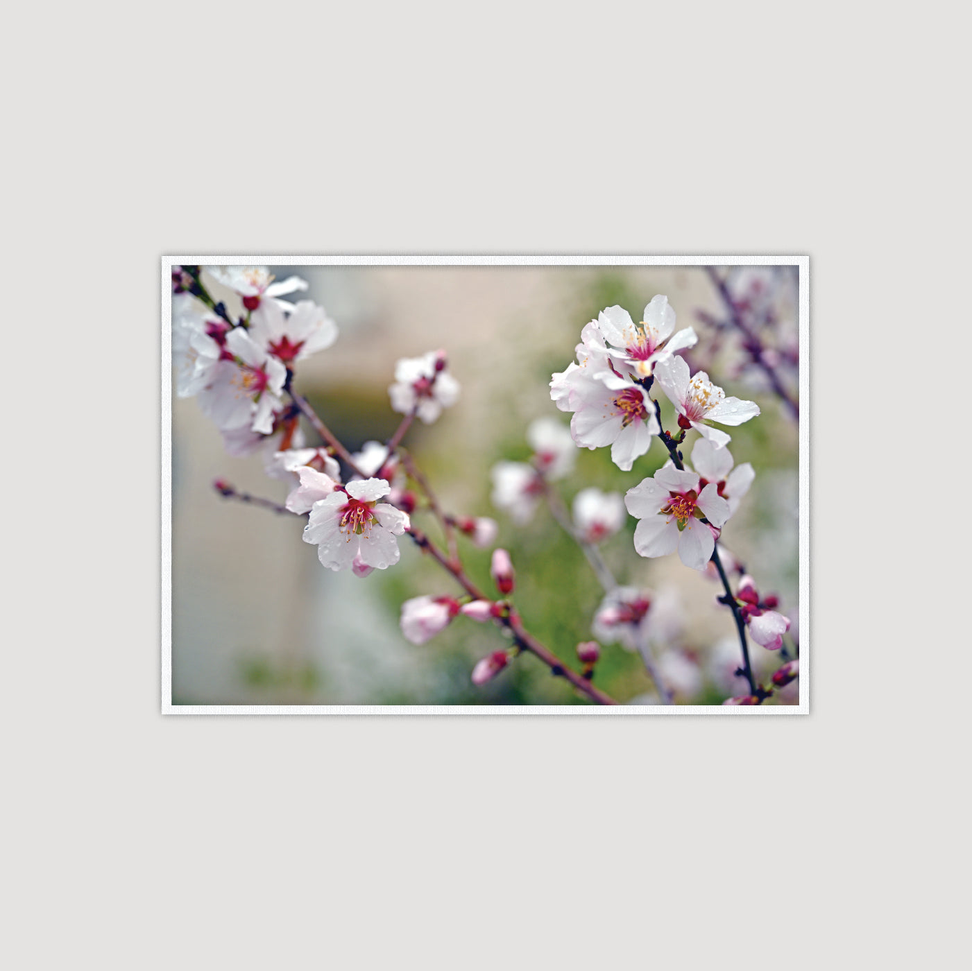 The Pink Side of Spring