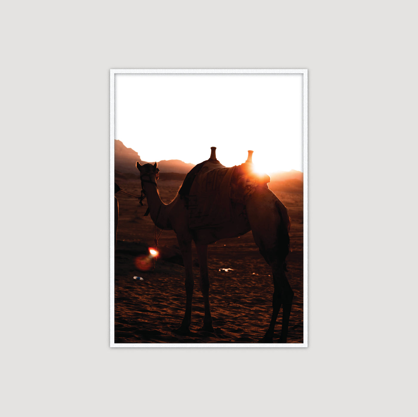 Wadi Rum: Camel