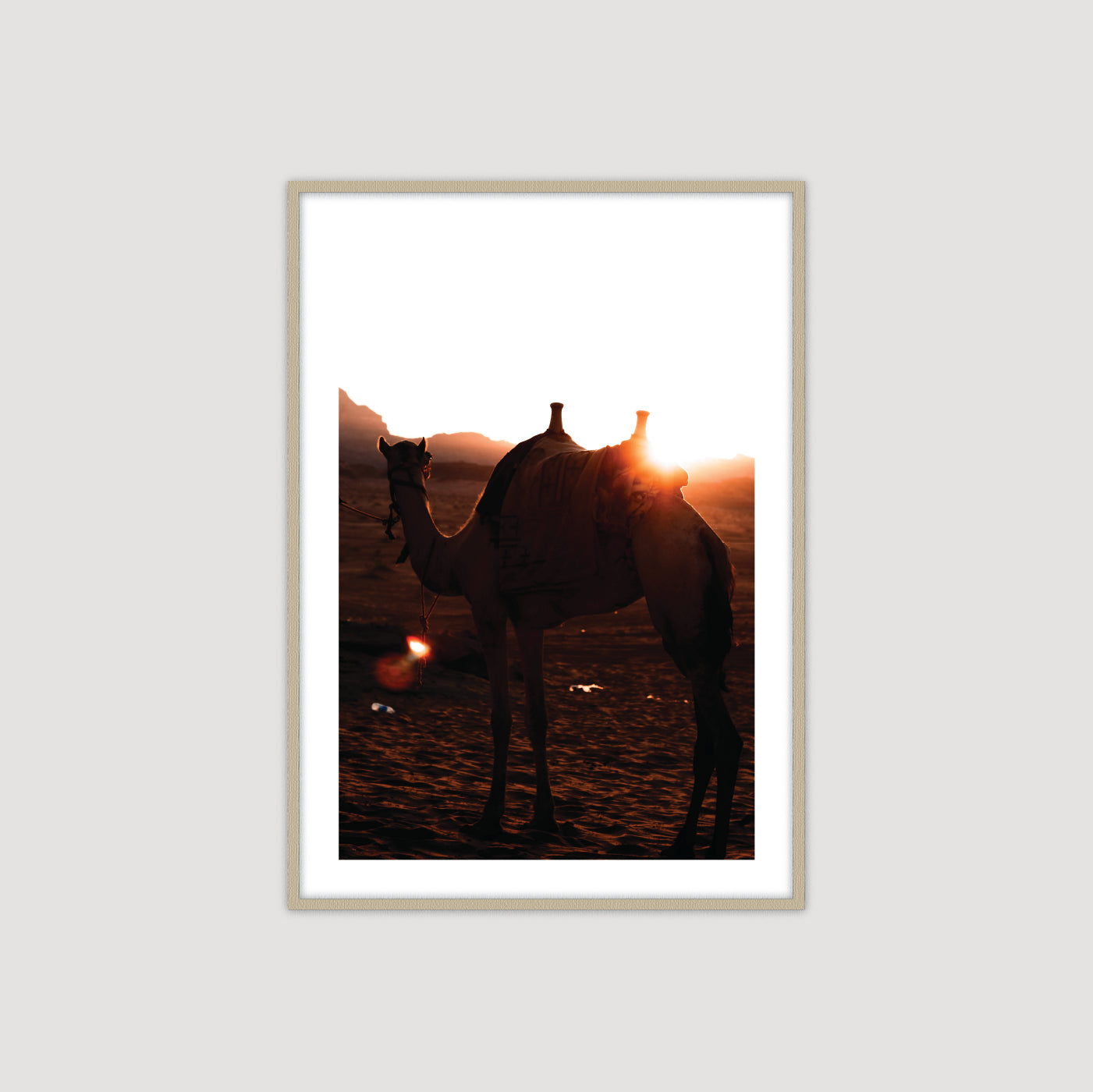 Wadi Rum: Camel