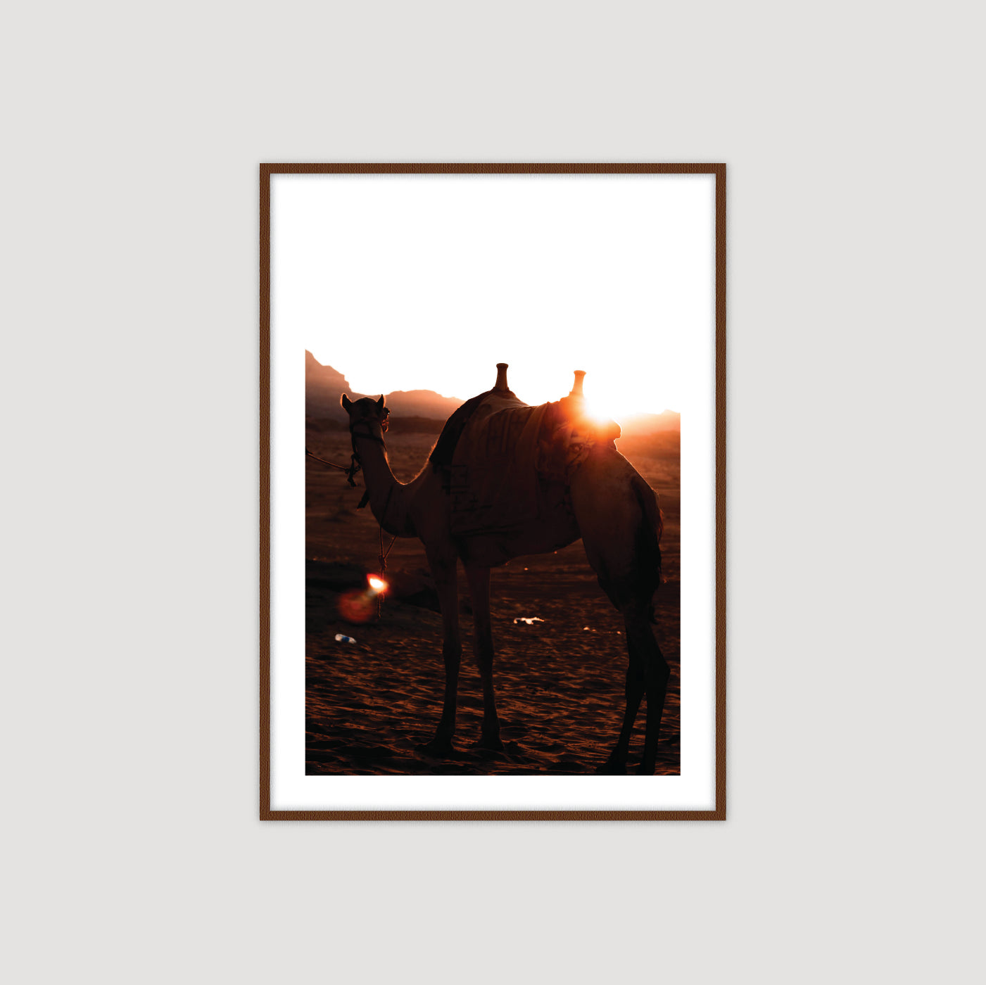 Wadi Rum: Camel