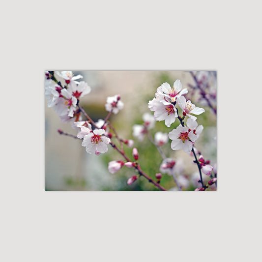 The Pink Side of Spring
